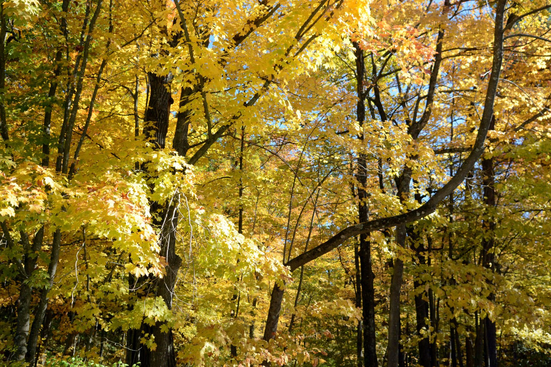 Baraboo area fall color, Oct. 8, 2020